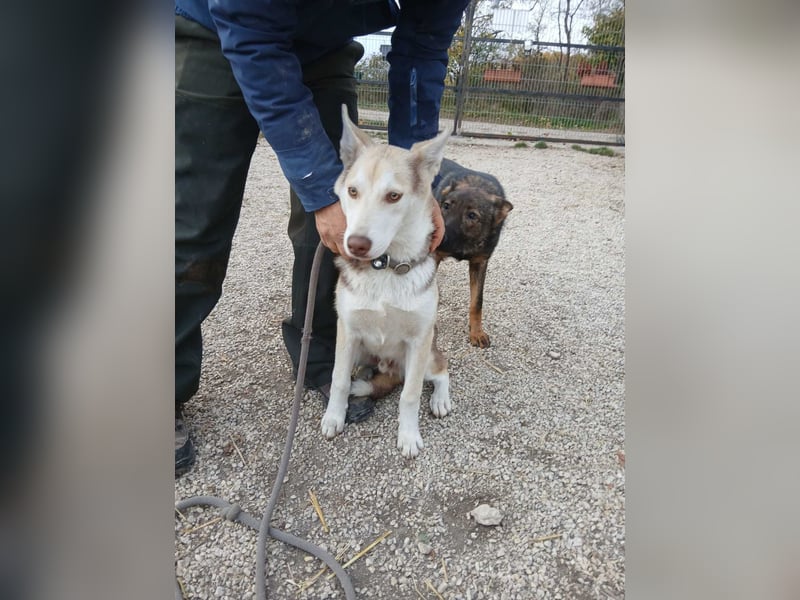 Percy VA– Husky-Mix auf der Suche nach seinen Menschen