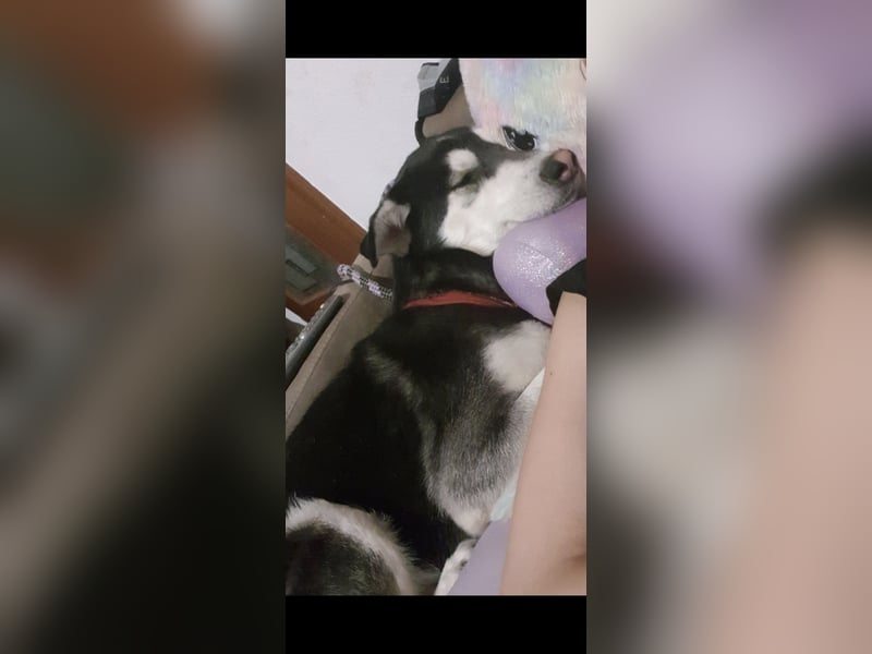 Husky Mix
