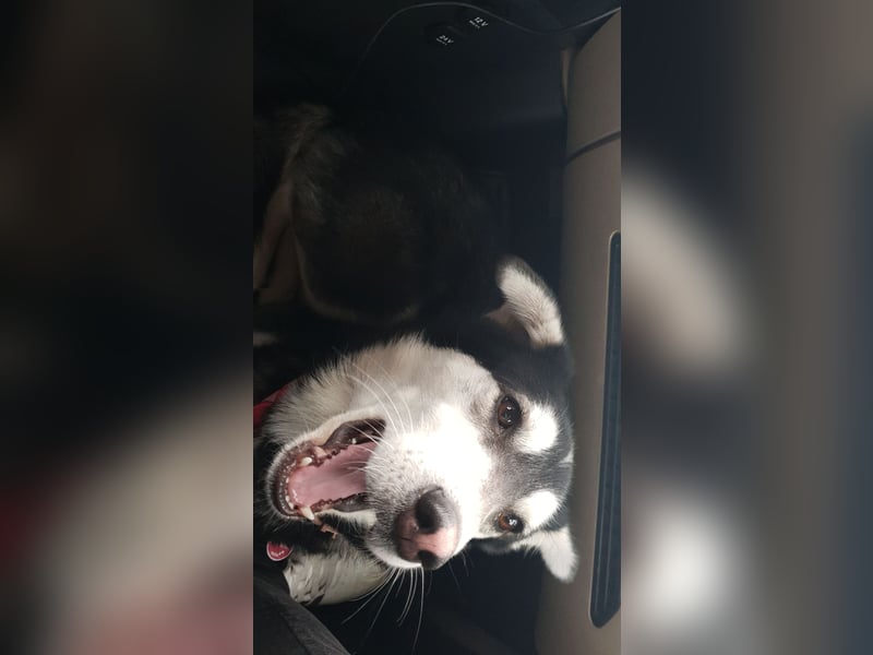 Husky Mix