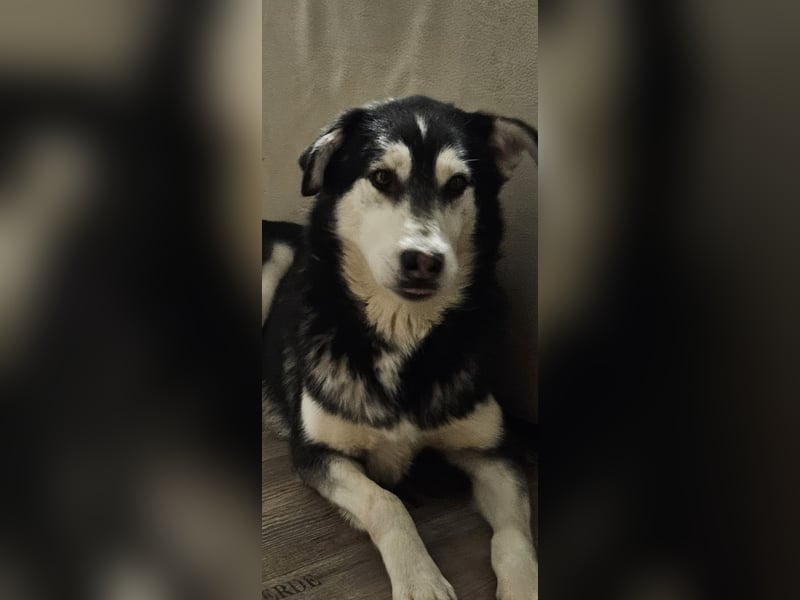 Husky Mix