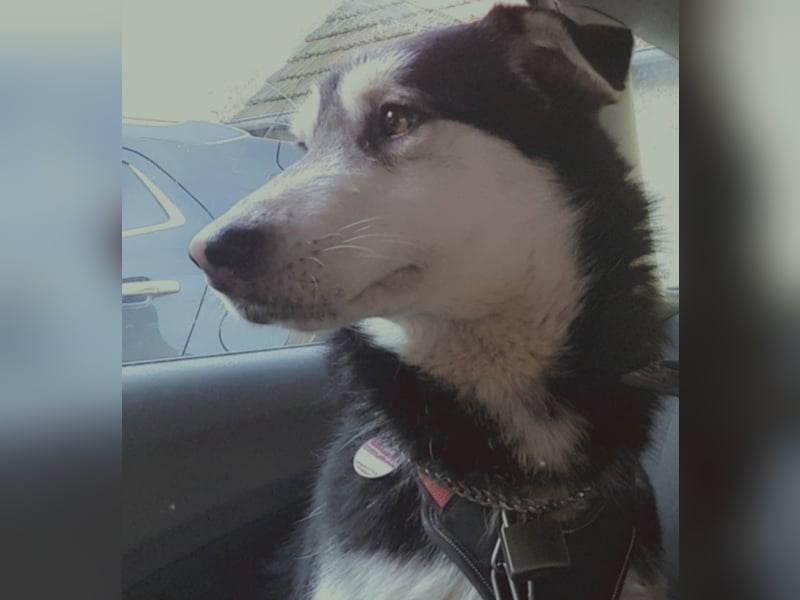 Husky Mix