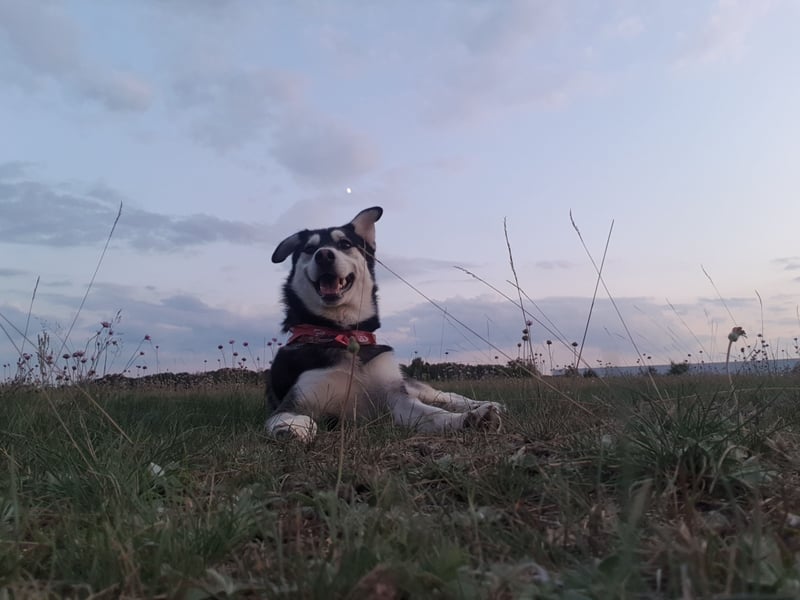 Husky Mix