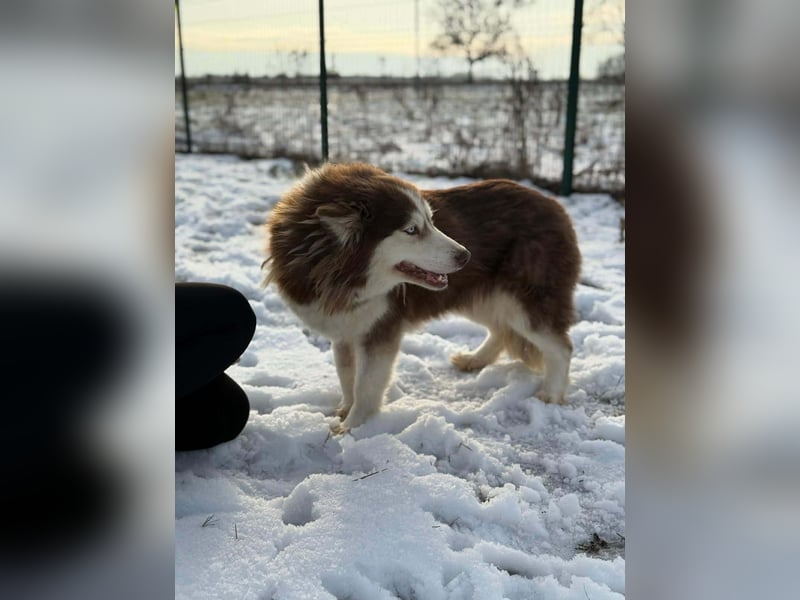 Soalris, geboren 01.06.2020, 49cm sucht Husky Freunde