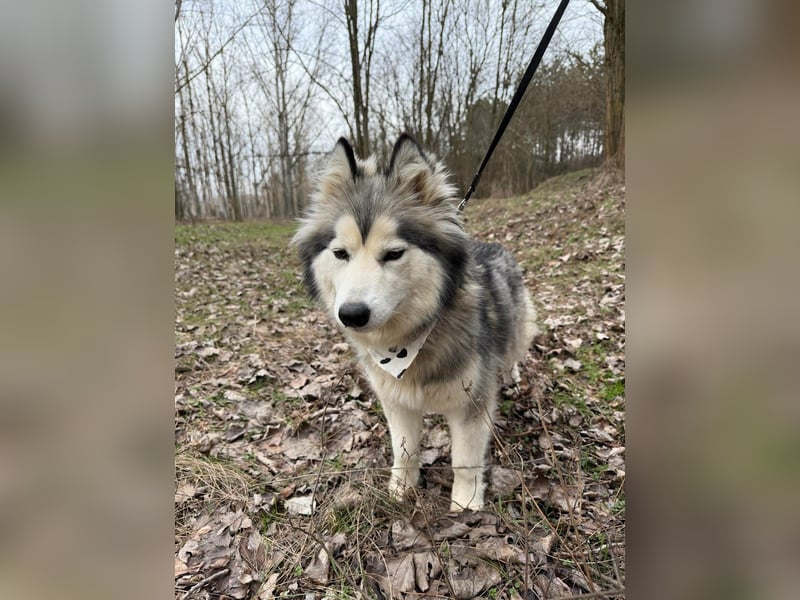 Shara, geboren 01.12.2024, 45cm sucht ihre Menschen