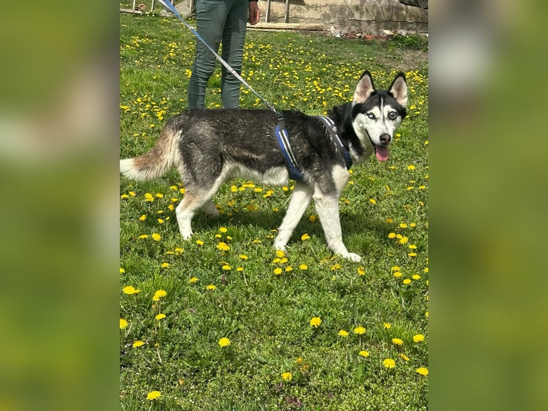 Lejla, geboren 01.09.2020, 51cm sucht ihr Glück