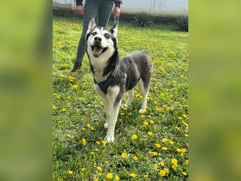 Lejla, geboren 01.09.2020, 51cm sucht ihr Glück