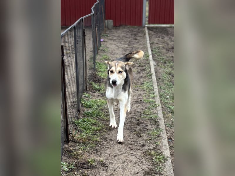 Herkules, geboren 22.07.2021, 52cm sucht erfahrene Menschen