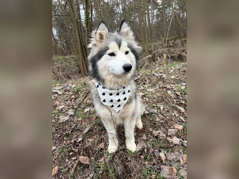 Shara, geboren 01.12.2024, 45cm sucht ihre Menschen