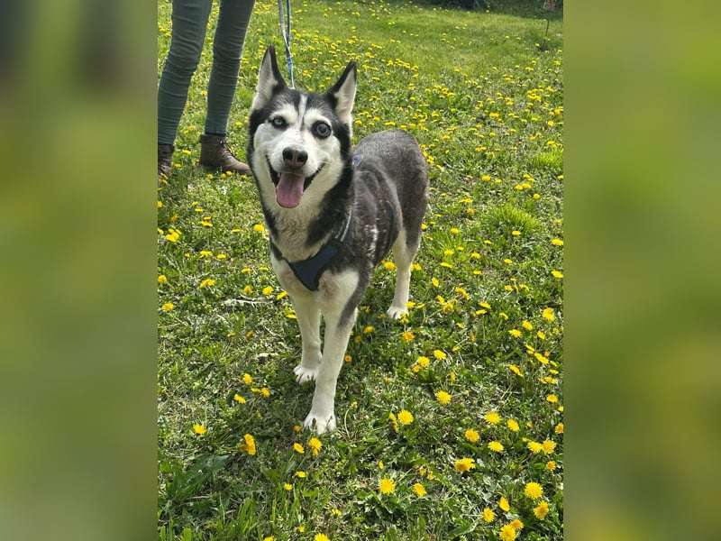 Lejla, geboren 01.09.2020, 51cm sucht ihr Glück