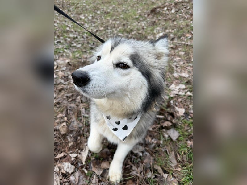 Shara, geboren 01.12.2024, 45cm sucht ihre Menschen