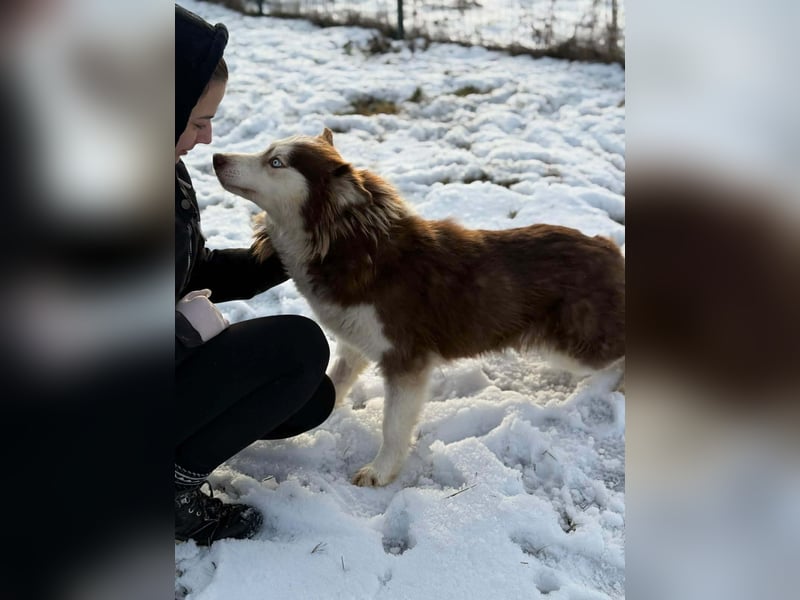 Soalris, geboren 01.06.2020, 49cm sucht Husky Freunde
