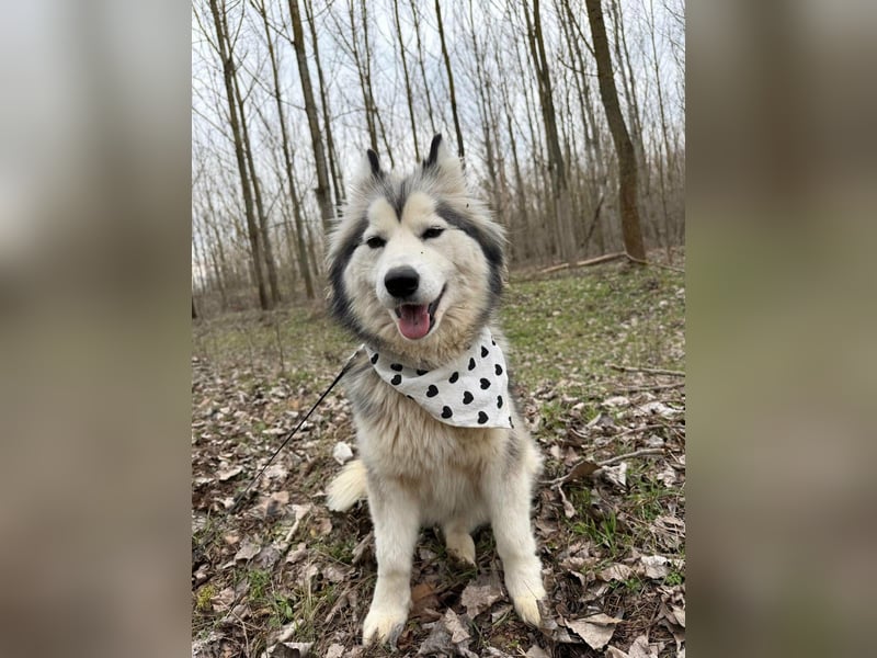 Shara, geboren 01.12.2024, 45cm sucht ihre Menschen