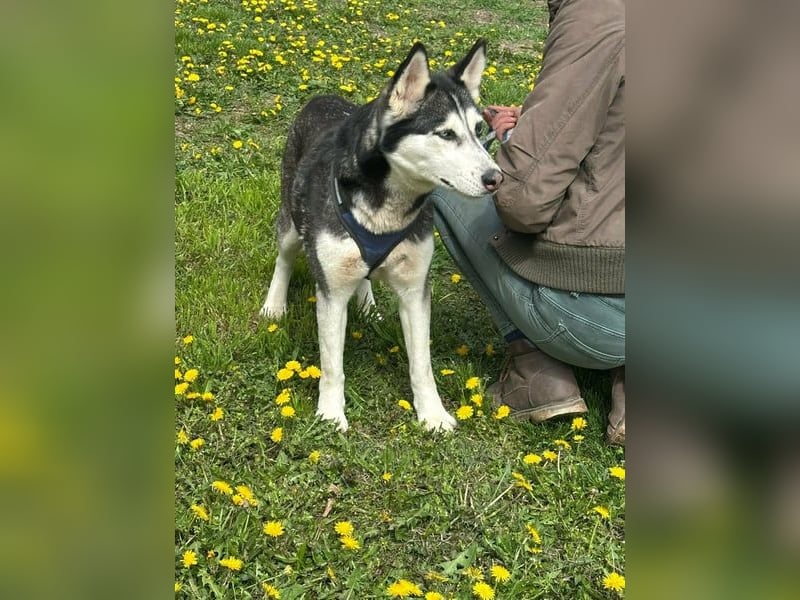 Lejla, geb. 01.09.2020, 50 cm, wartet auf ihr Glück