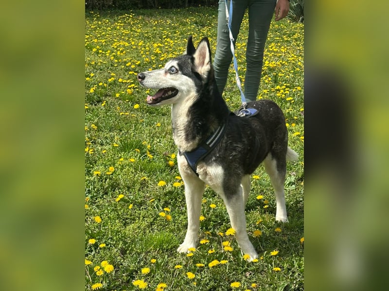 Lejla, geboren 01.09.2020, 51cm sucht ihr Glück