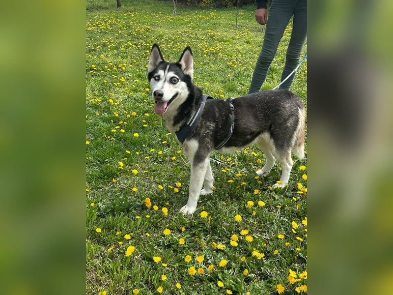 Lejla, geboren 01.09.2020, 51cm sucht ihr Glück