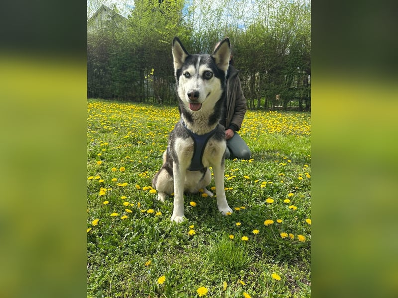 Lejla, geboren 01.09.2020, 51cm sucht ihr Glück