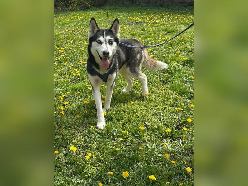Lejla, geboren 01.09.2020, 51cm sucht ihr Glück