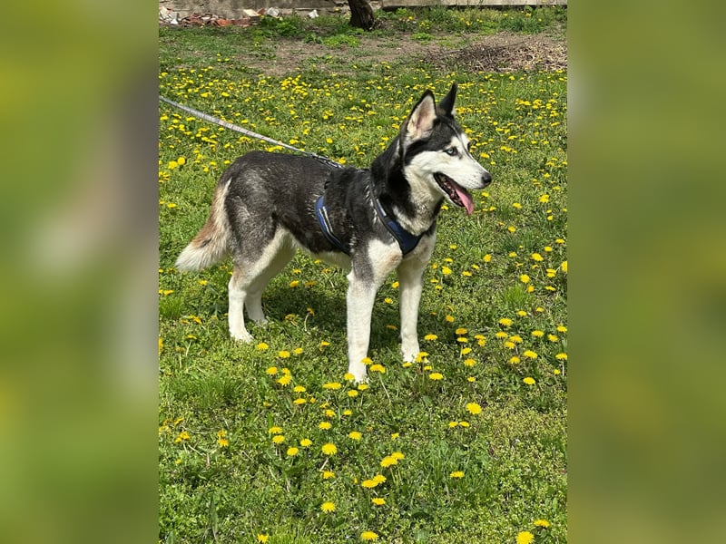 Lejla, geboren 01.09.2020, 51cm sucht ihr Glück