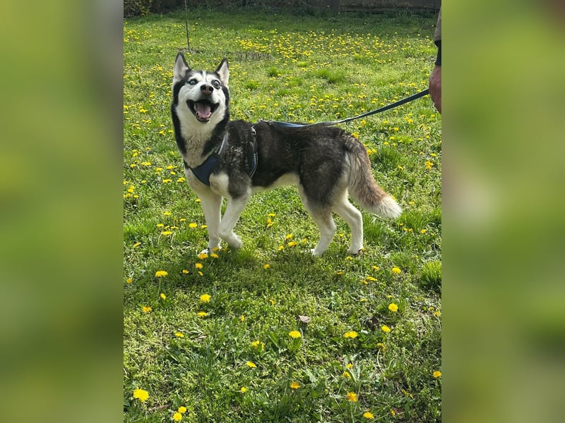 Lejla, geboren 01.09.2020, 51cm sucht ihr Glück