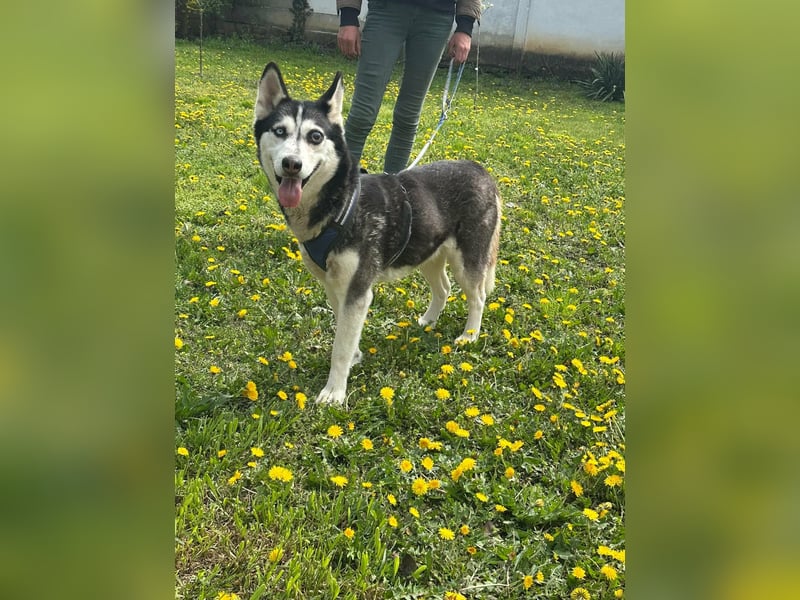 Lejla, geboren 01.09.2020, 51cm sucht ihr Glück