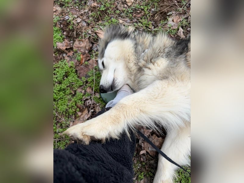 Shara, geboren 01.12.2024, 45cm sucht ihre Menschen