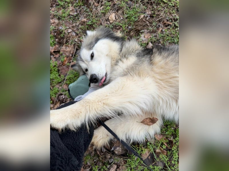 Shara, geboren 01.12.2024, 45cm sucht ihre Menschen