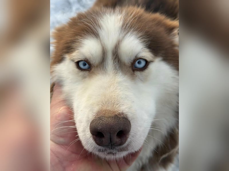 Soalris, geboren 01.06.2020, 49cm sucht Husky Freunde