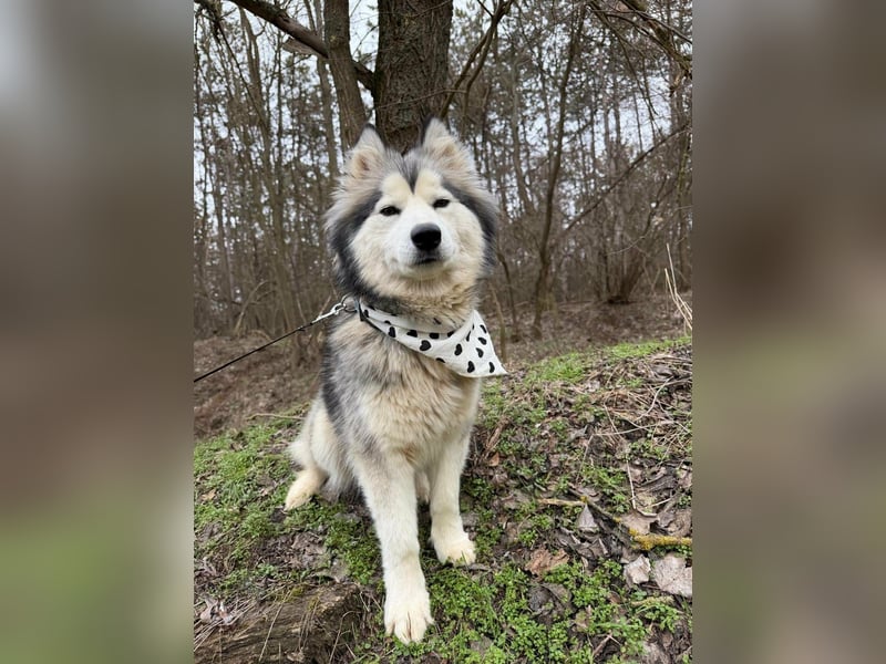 Shara, geboren 01.12.2024, 45cm sucht ihre Menschen