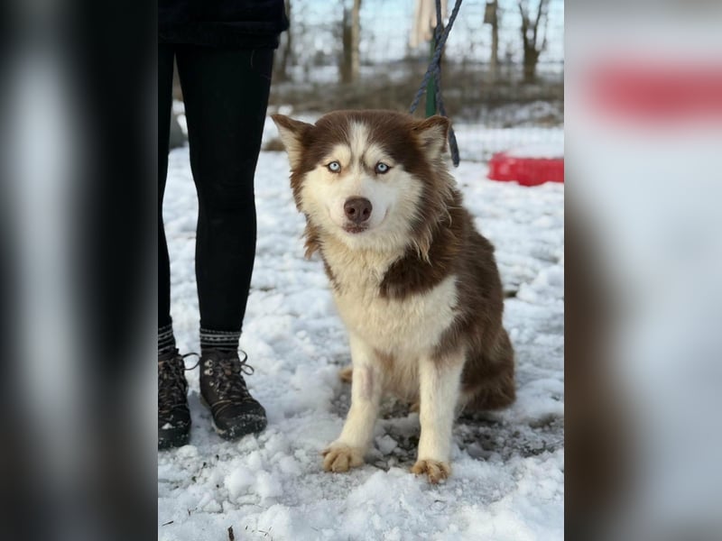 Soalris, geboren 01.06.2020, 49cm sucht Husky Freunde