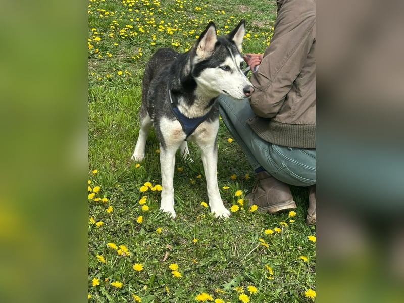 Lejla, geboren 01.09.2020, 51cm sucht ihr Glück