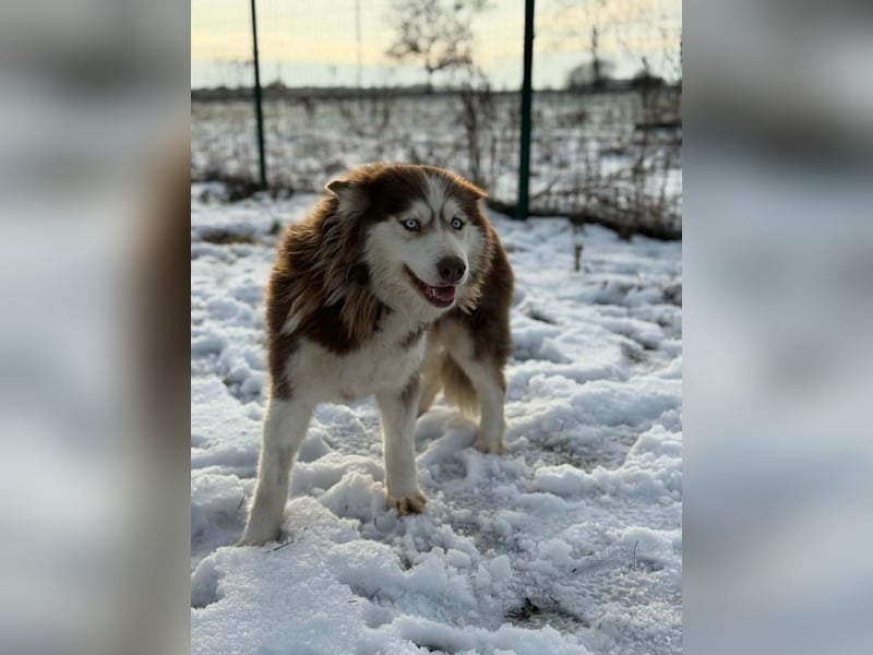Soalris, geboren 01.06.2020, 49cm sucht Husky Freunde