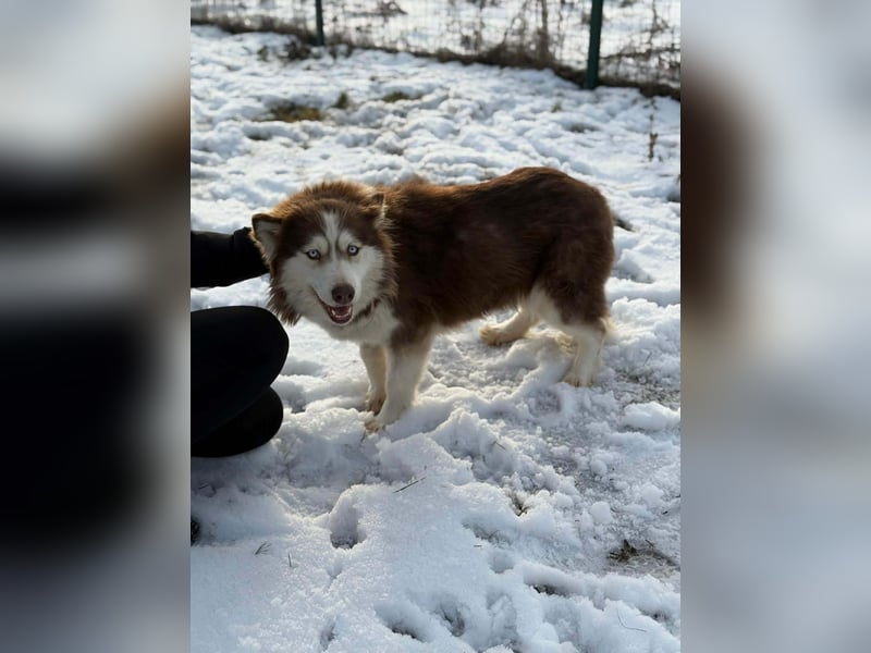 Soalris, geboren 01.06.2020, 49cm sucht Husky Freunde