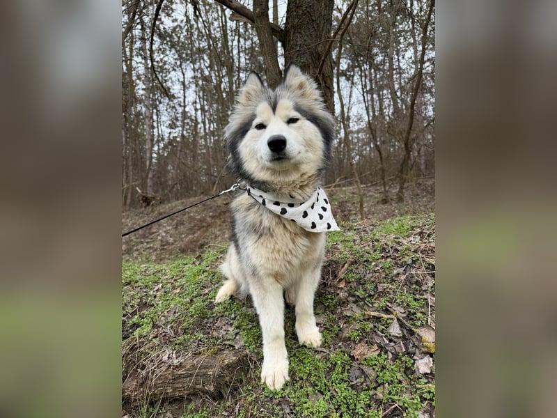 Shara, geboren 01.12.2024, 45cm sucht ihre Menschen