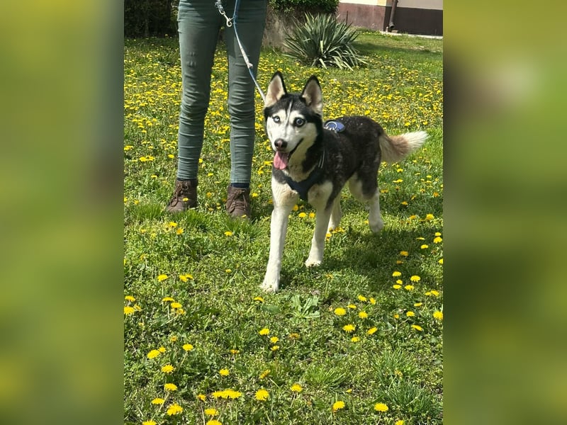 Lejla, geboren 01.09.2020, 51cm sucht ihr Glück