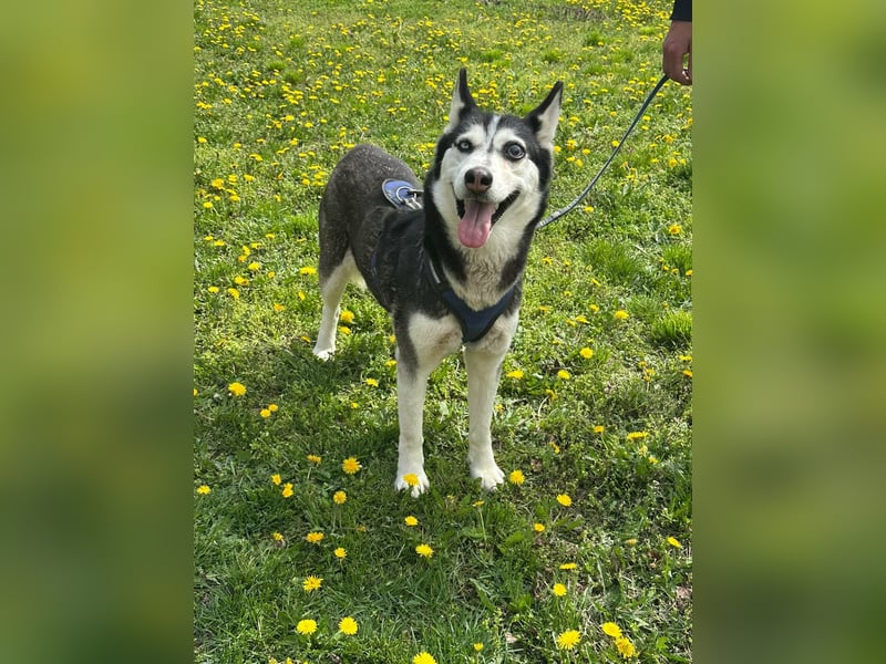 Lejla, geb. 01.09.2020, 50 cm, wartet auf ihr Glück