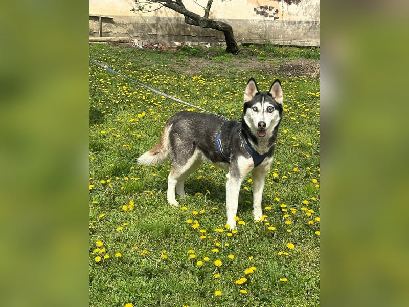 Lejla, geboren 01.09.2020, 51cm sucht ihr Glück