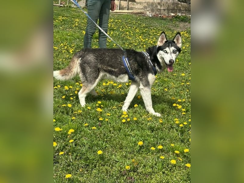 Lejla, geb. 01.09.2020, 50 cm, wartet auf ihr Glück