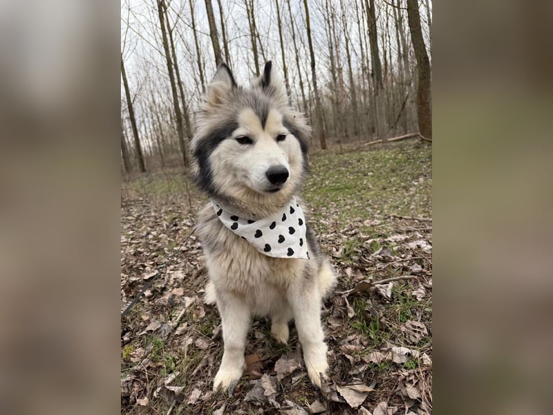 Shara, geboren 01.12.2024, 45cm sucht ihre Menschen