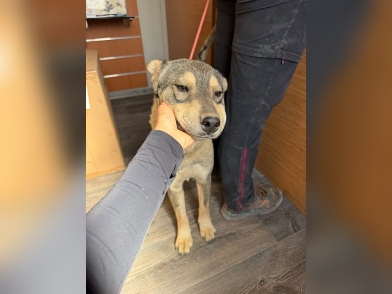 Loki, lieber, menschenbezogener Husky Mischlingsrüde geb. 08/2025
