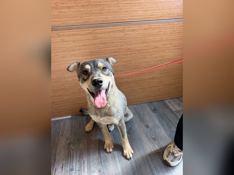 Loki, lieber, menschenbezogener Husky Mischlingsrüde geb. 08/2025