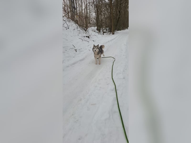 Shara, freundliches Husky Mimx Mädchen geb. 2025