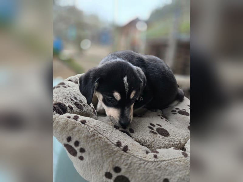 Afra, bildhübsches, aktives Husky / Viszla Mix Welpen Mädchen geb. 2025