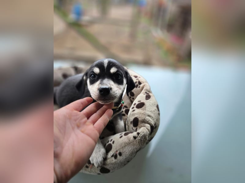 Afra, bildhübsches, aktives Husky / Viszla Mix Welpen Mädchen geb. 2025