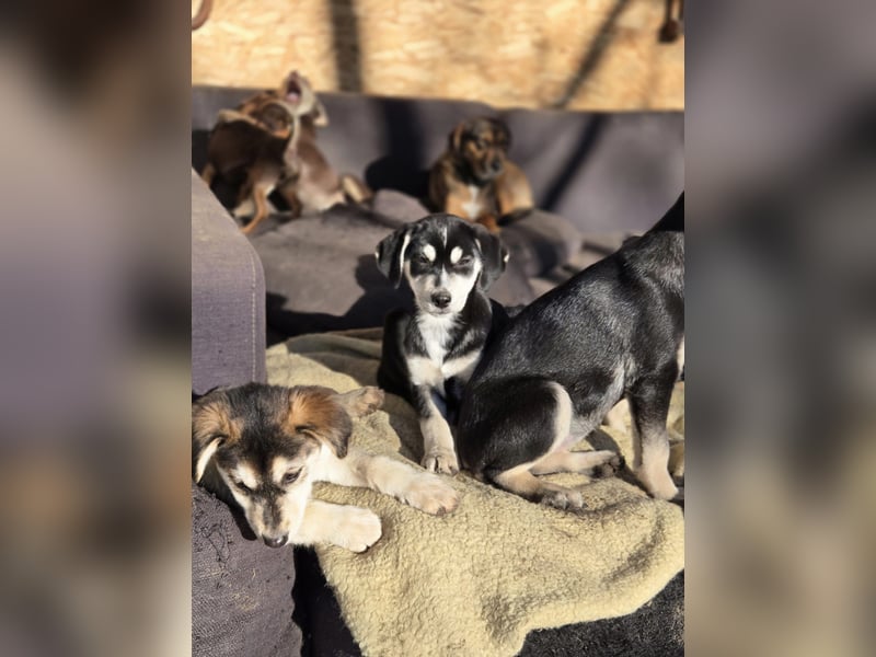 Afra, bildhübsches, aktives Husky / Viszla Mix Welpen Mädchen geb. 2025