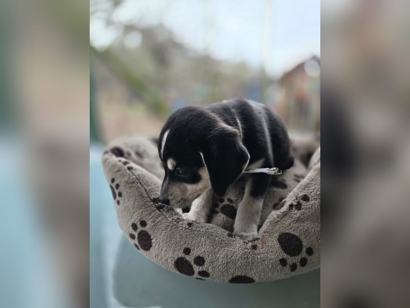 Afra, bildhübsches, aktives Husky / Viszla Mix Welpen Mädchen geb. 2025