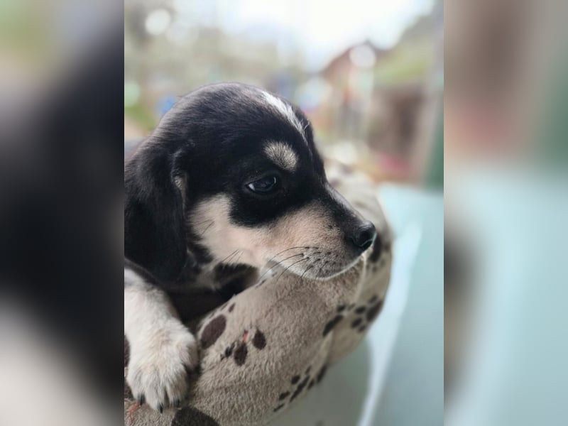 Afra, bildhübsches, aktives Husky / Viszla Mix Welpen Mädchen geb. 2025