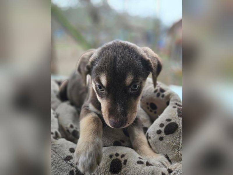 Akasha, aktiver Husky / Viszla Mix Welpe geb. 2025