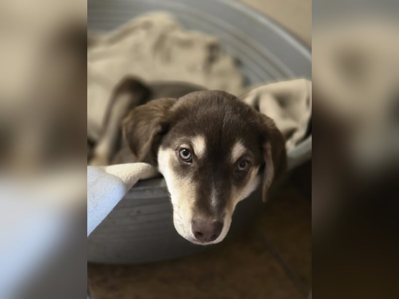 Akasha, aktiver Husky / Viszla Mix Welpe geb. 2025