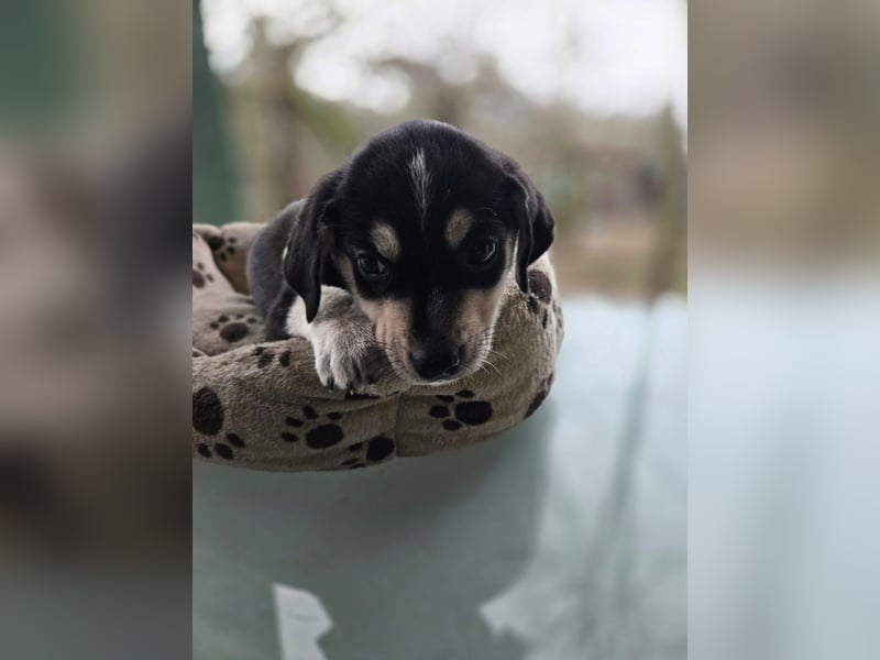 Afra, bildhübsches, aktives Husky / Viszla Mix Welpen Mädchen geb. 2025