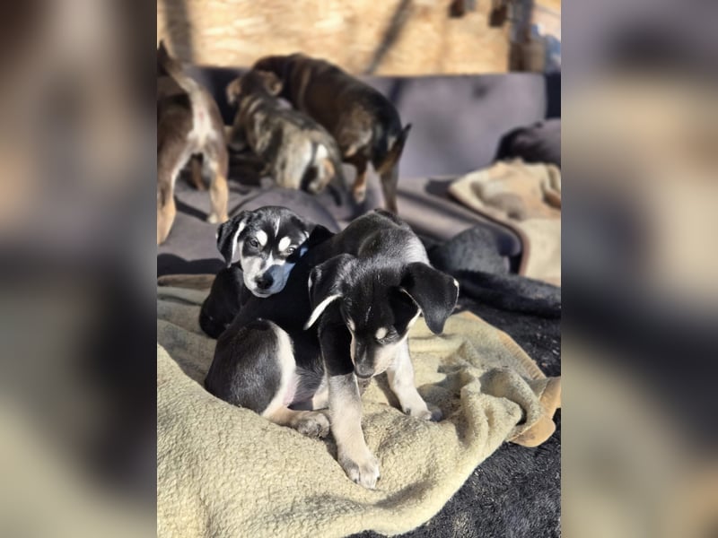 Afra, bildhübsches, aktives Husky / Viszla Mix Welpen Mädchen geb. 2025